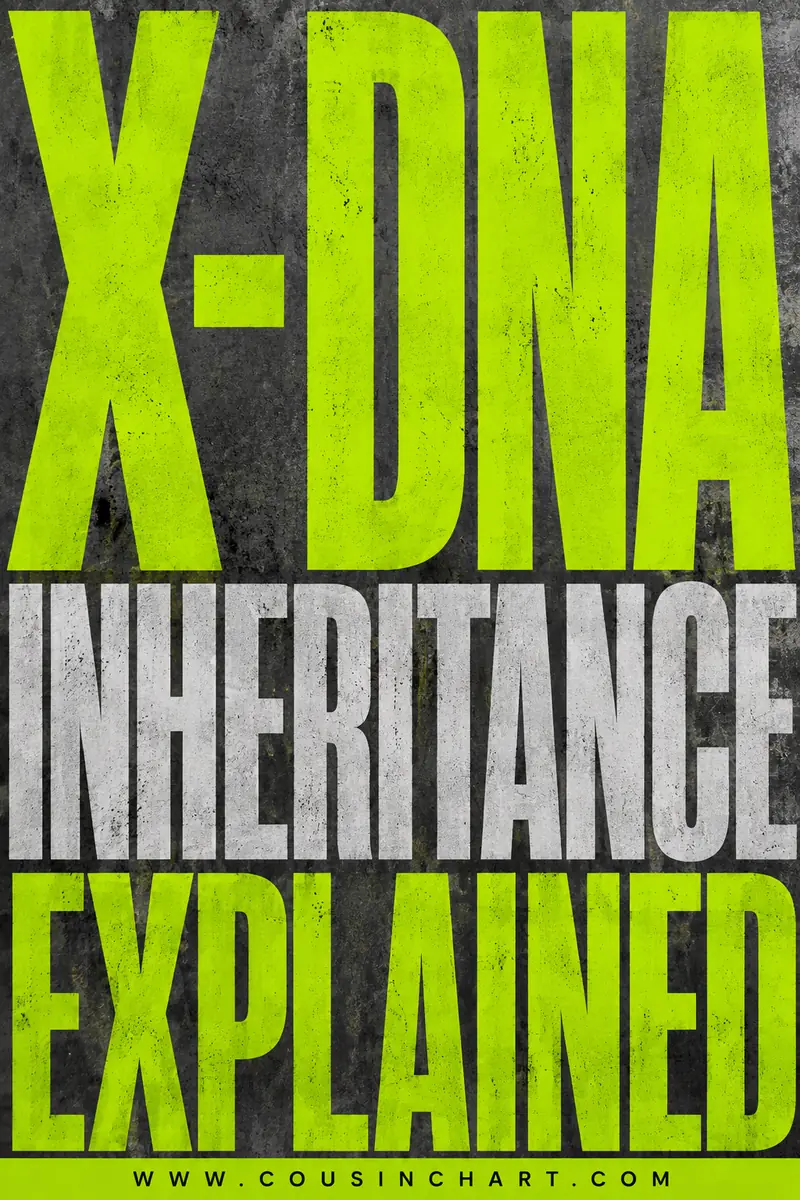 X-DNA Inheritance Explained
